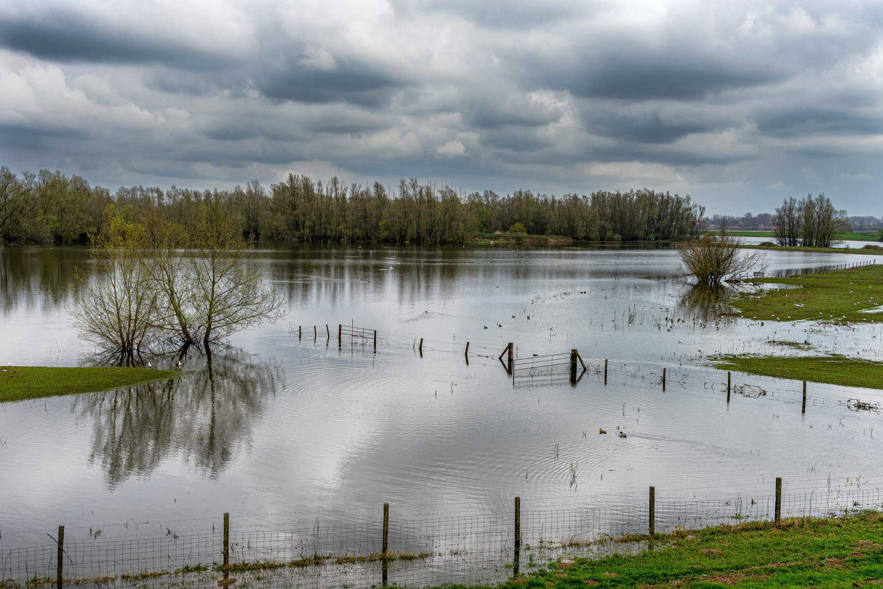 A flooded field with partially submerged fences and trees surrounded by water. Overcast skies with gray clouds loom overhead, reflecting the somber atmosphere of the scene